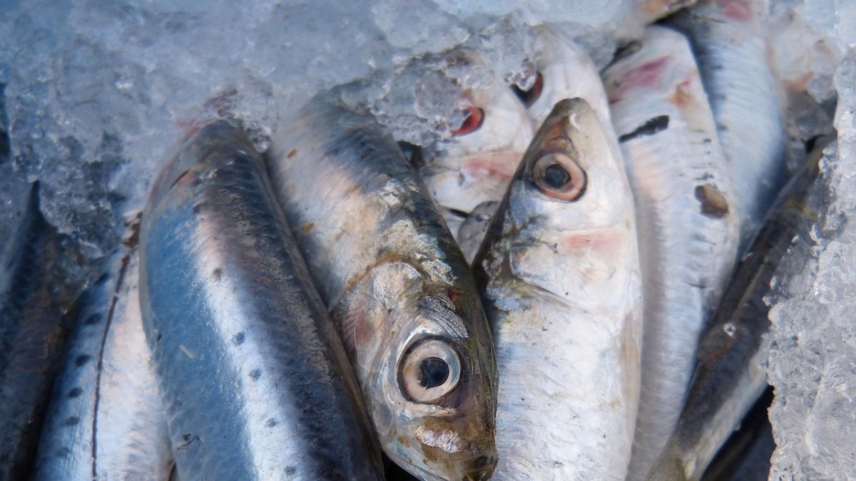 El 58% de las sardinas y el 60% de anchoas del Mediterraneo Occidental ha ingerido microplásticos.