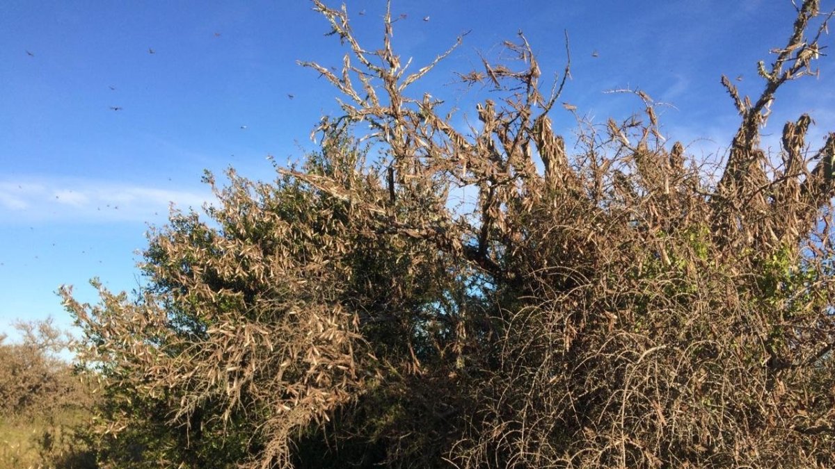 Los insectos ingresaron el pasado 21 de mayo en la provincia argentina de Formosa, al noreste del país, procedentes de Paraguay.