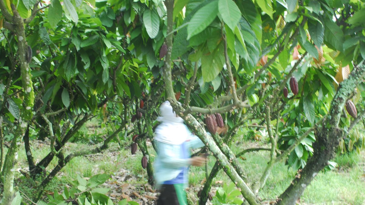 BanEcuador, ex Banco de Fomento, privilegia el crédito al agro.