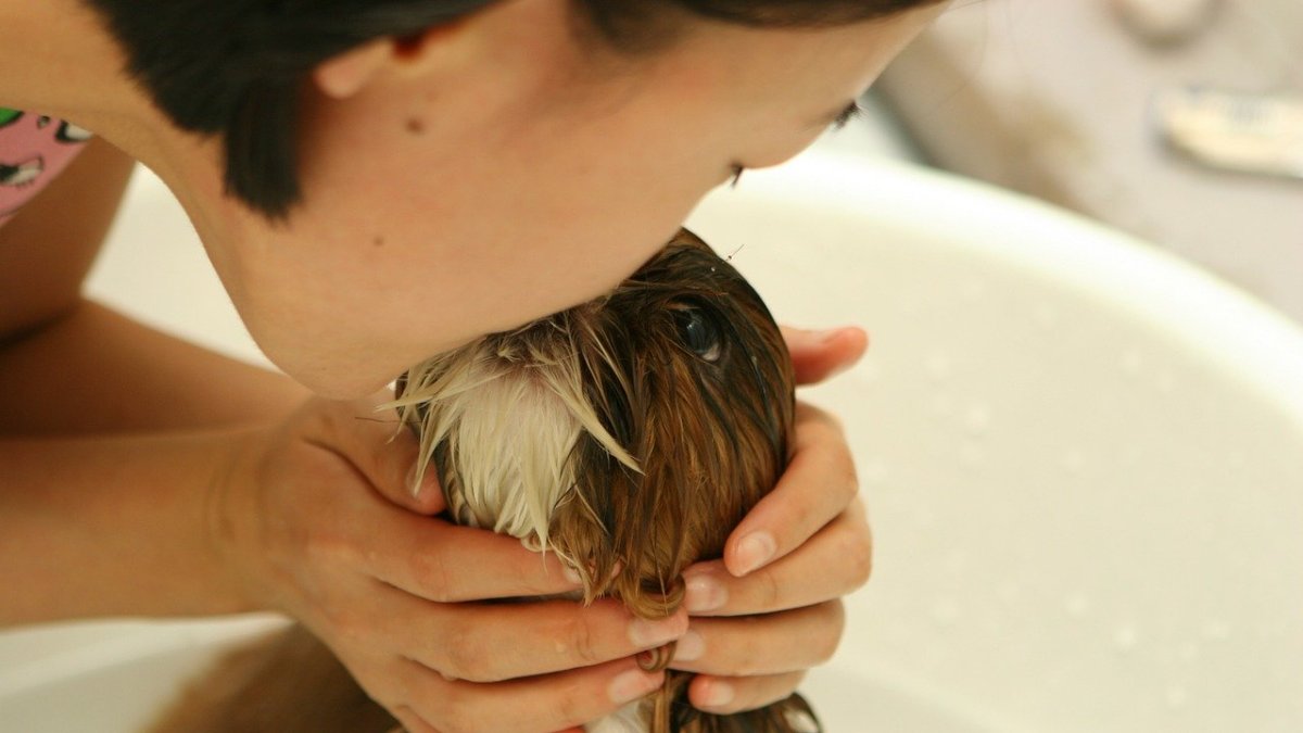 Dejar que tu animalito lama tu rostro puede traer complicaciones para ti y para él.