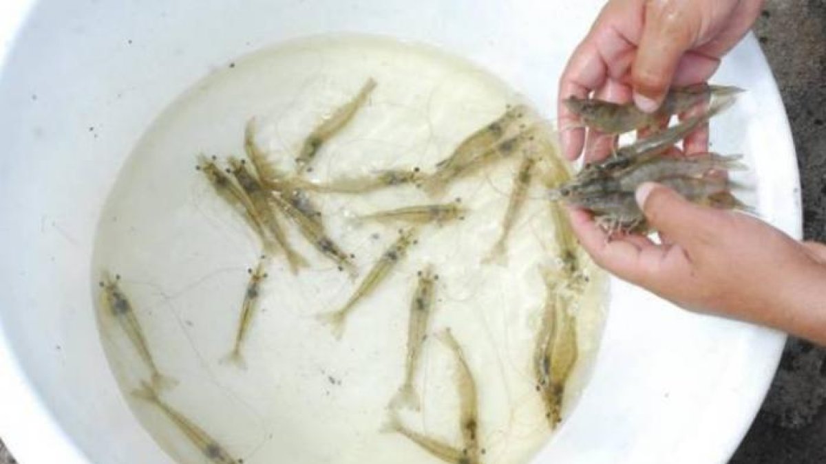 El camarón fue el principal producto de exportación.