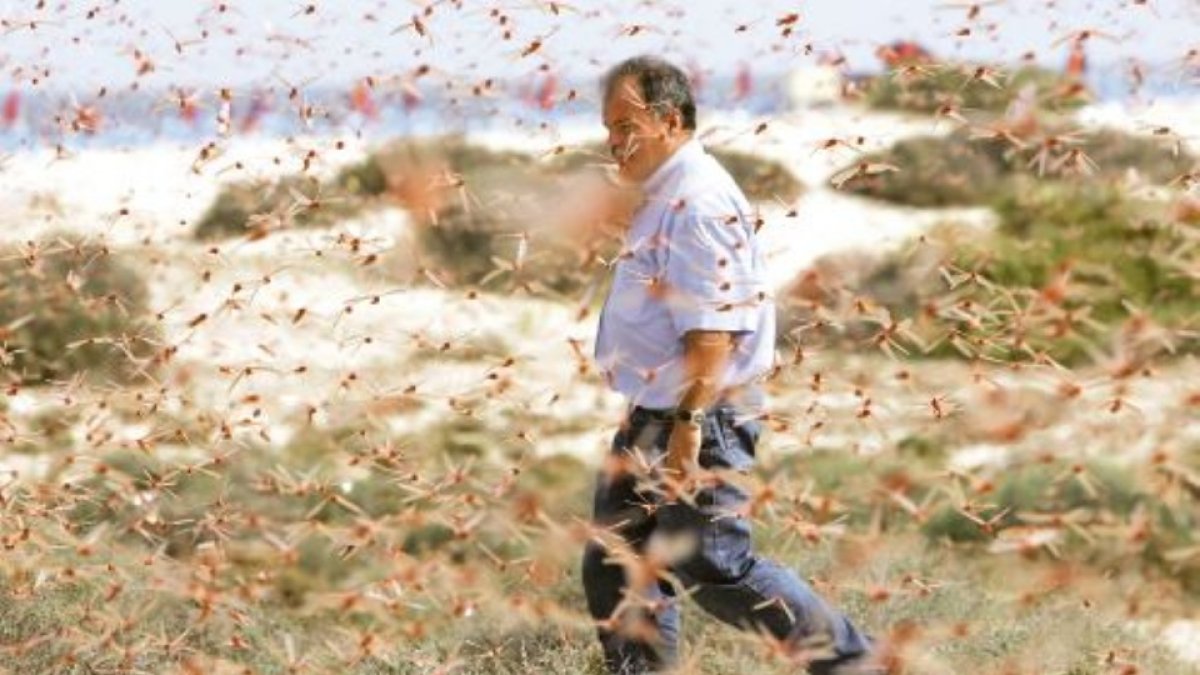 La plaga de la “langosta” ha ocasionado graves daños económicos debido a sus invasiones desde hace siglos.