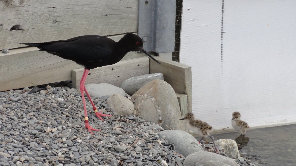 Aumenta población de ave en estado crítico en Nueva Zelanda.