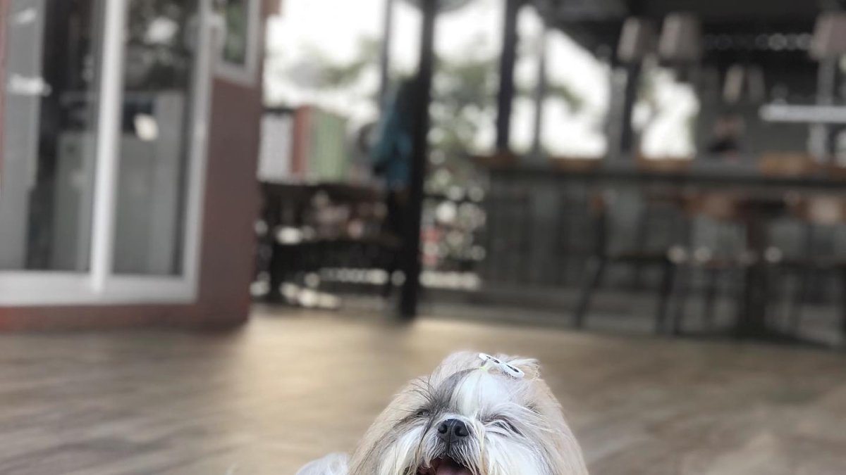 Goofy tiene cuentas de Instagram y Facebook donde se promueve el cuidado animal.