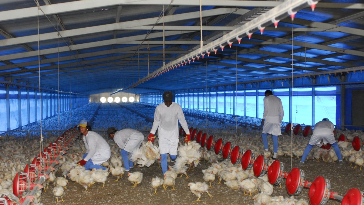 La Corporación de Avicultores sostiene que 764.767 pollos diarios producen todas las empresas del Ecuador. Es una de las industrias con mayor tecnología a nivel nacional.