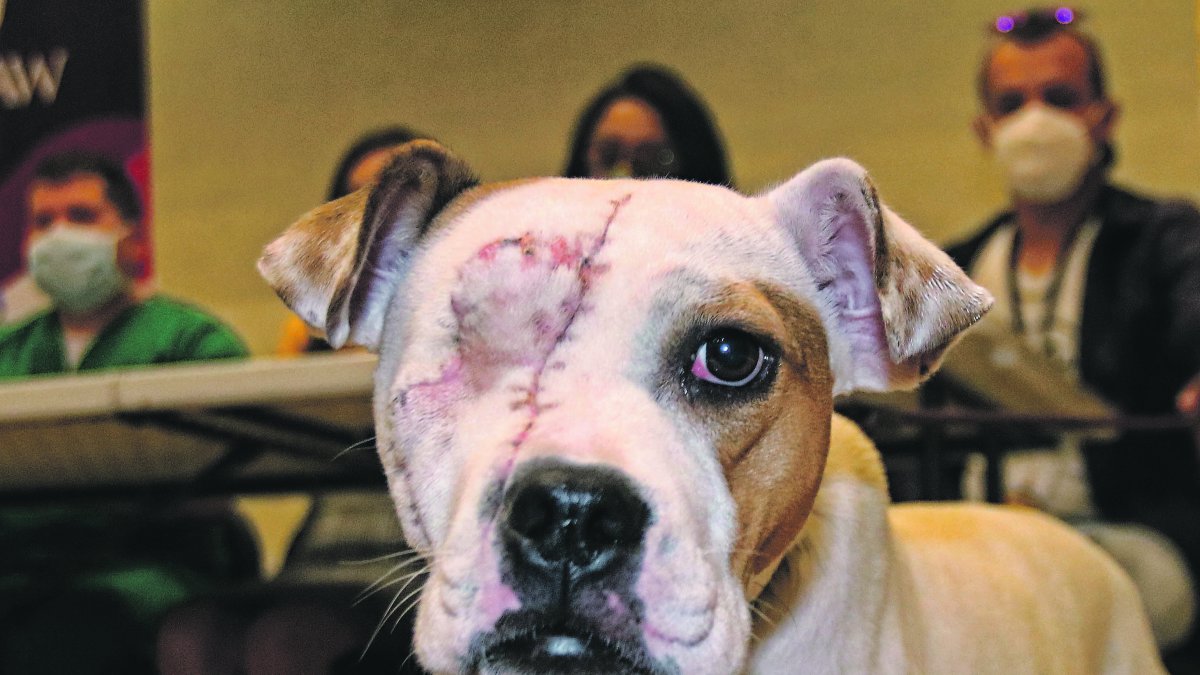 El 9 de junio, la perrita Valiente fue hallada en el sur de Quito, con el rostro destrozado. Fue macheteada por su dueño.