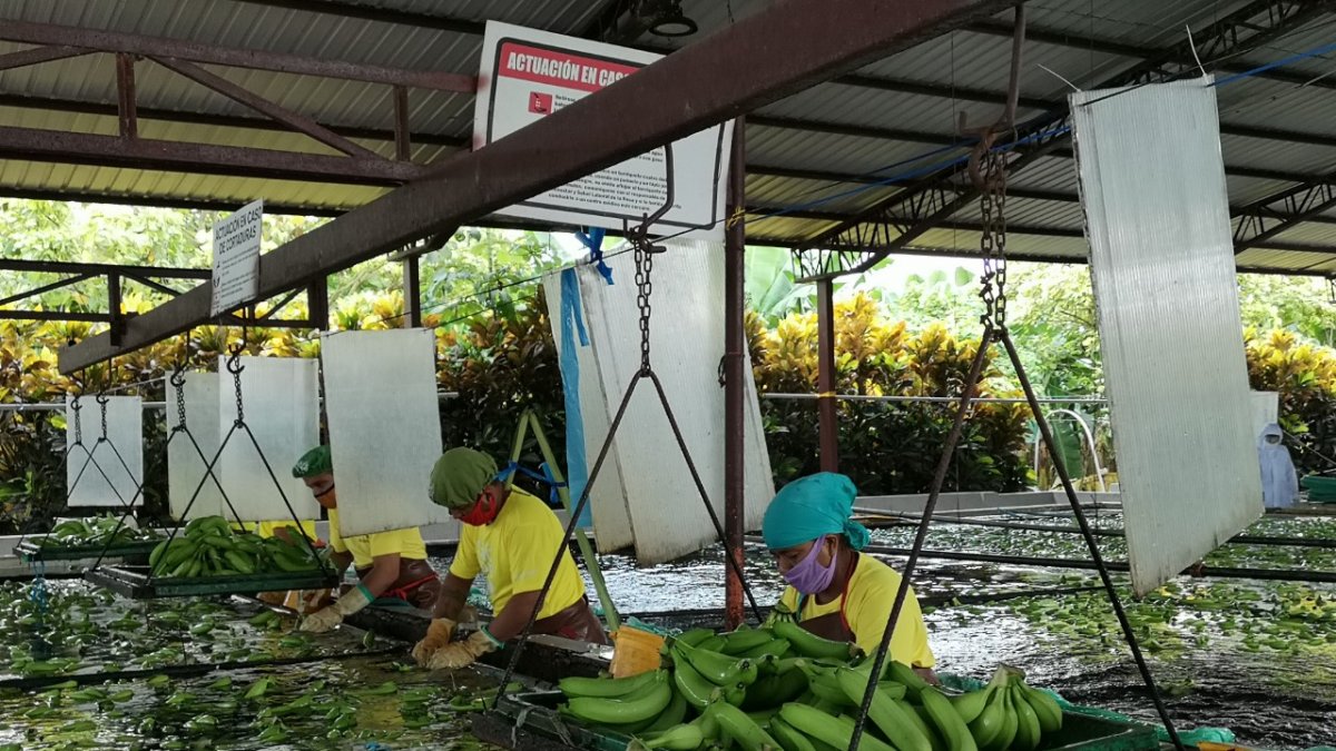 La pandemia no arrasó con el banano.