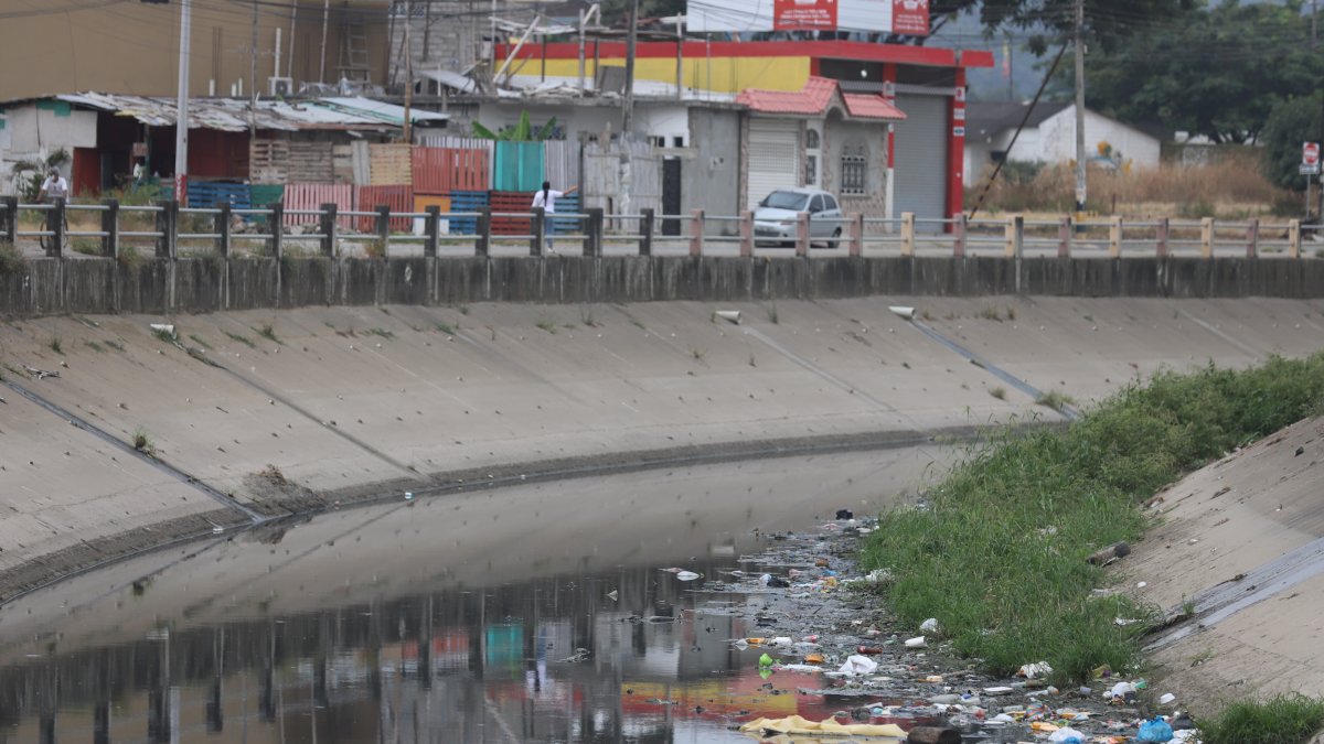 En Guayaquil durante la pandemia, a decir de los consultados, decenas de recipientes fueron lanzados a las calles por temor al contagio, lo que ayudó a que el insecto se reproduzca. .