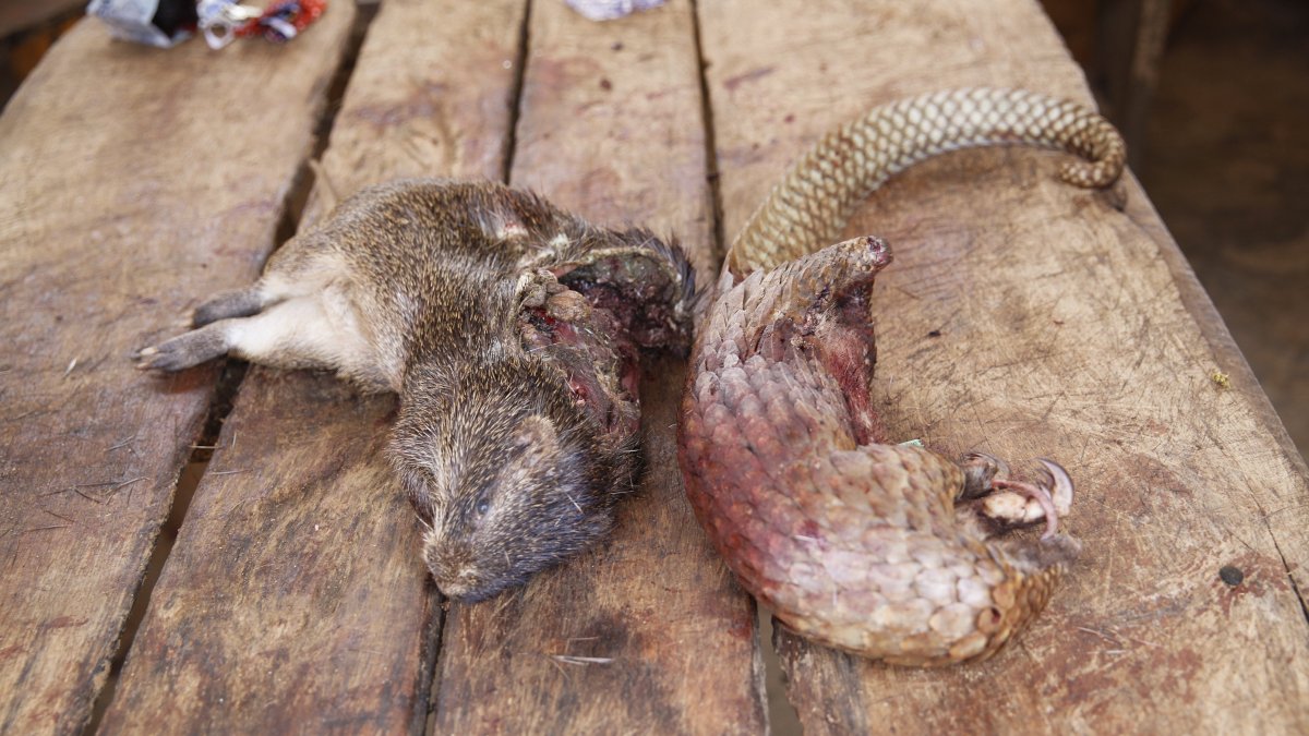 LAGOS. Un pangolin y otros animales salvajes en un mercado húmedo en la capital de Nigeria. Durante siglos la vida silvestre se intercambia por alimentos.