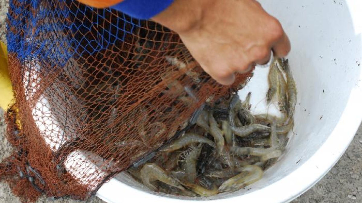 El camarón fue en 2019 el principal producto de exportación.