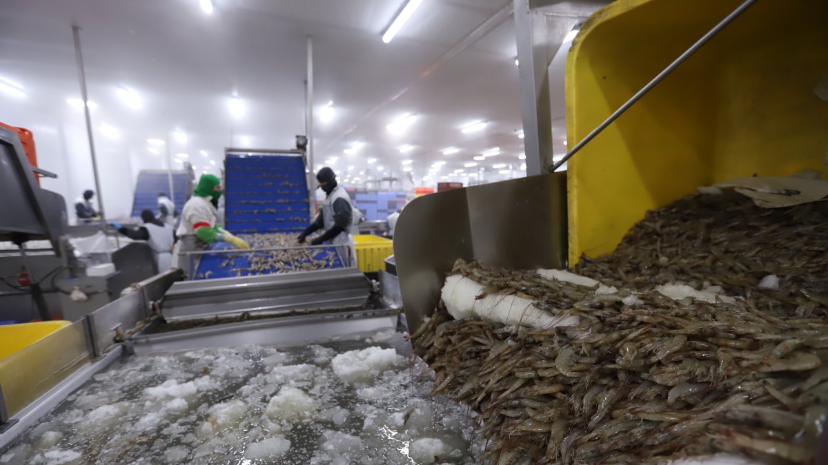 China es el principal consumidor del camarón ecuatoriano. Hasta abril adquirió el 64% de la oferta nacional.