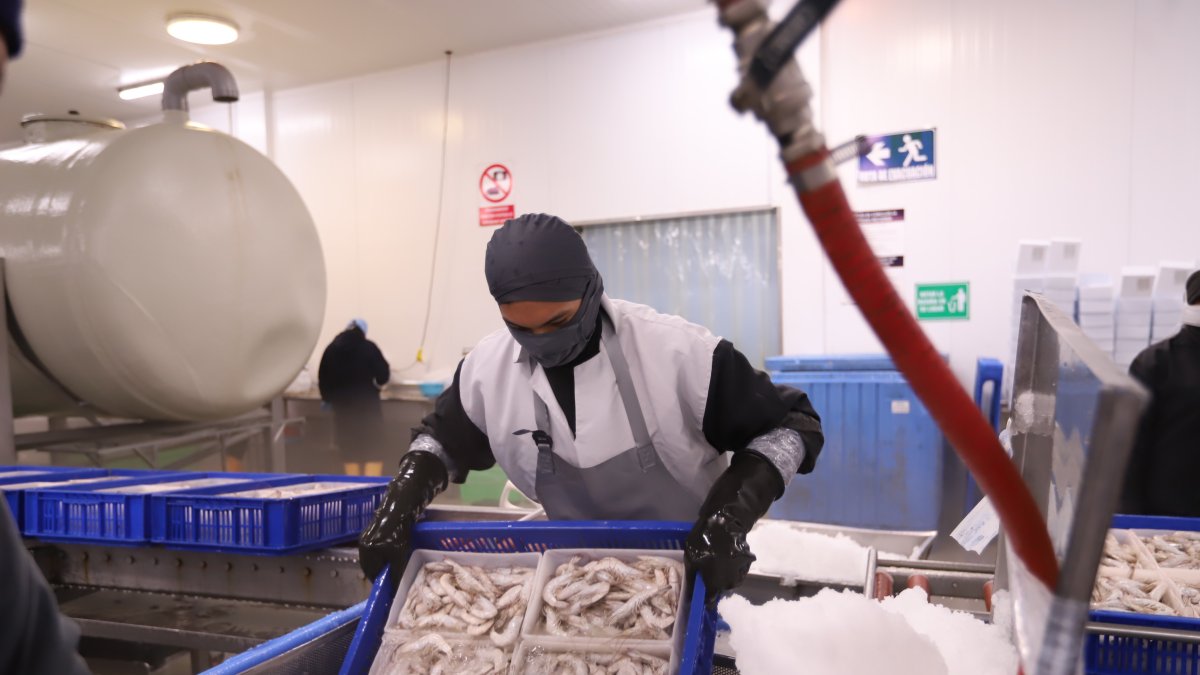 Exportadora de camarones rechaza la decisión de China, de no recibir su producto.