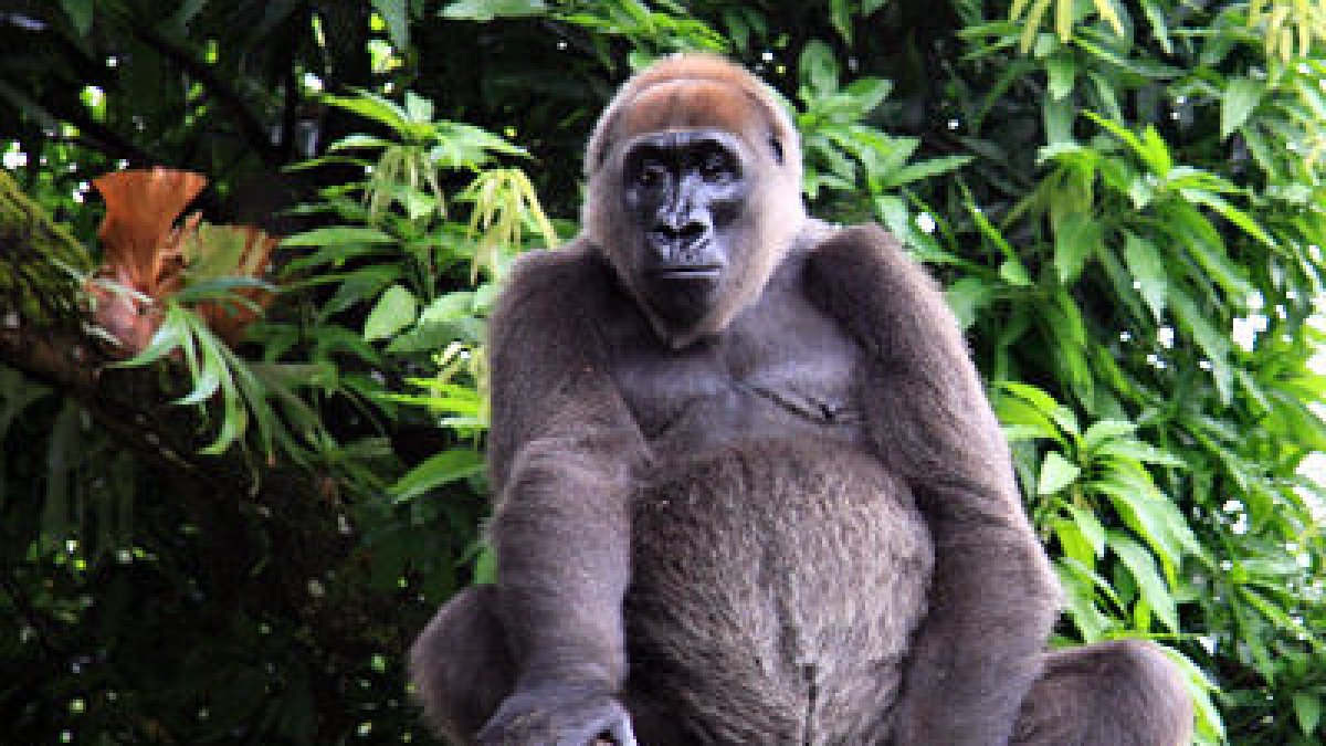 Nuevas imágenes indican que los números de esta especie en peligro están en aumento.