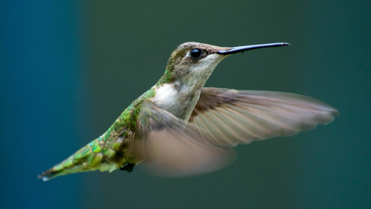 Un tipo de colibrí puede contar para dar con la mejor flor.