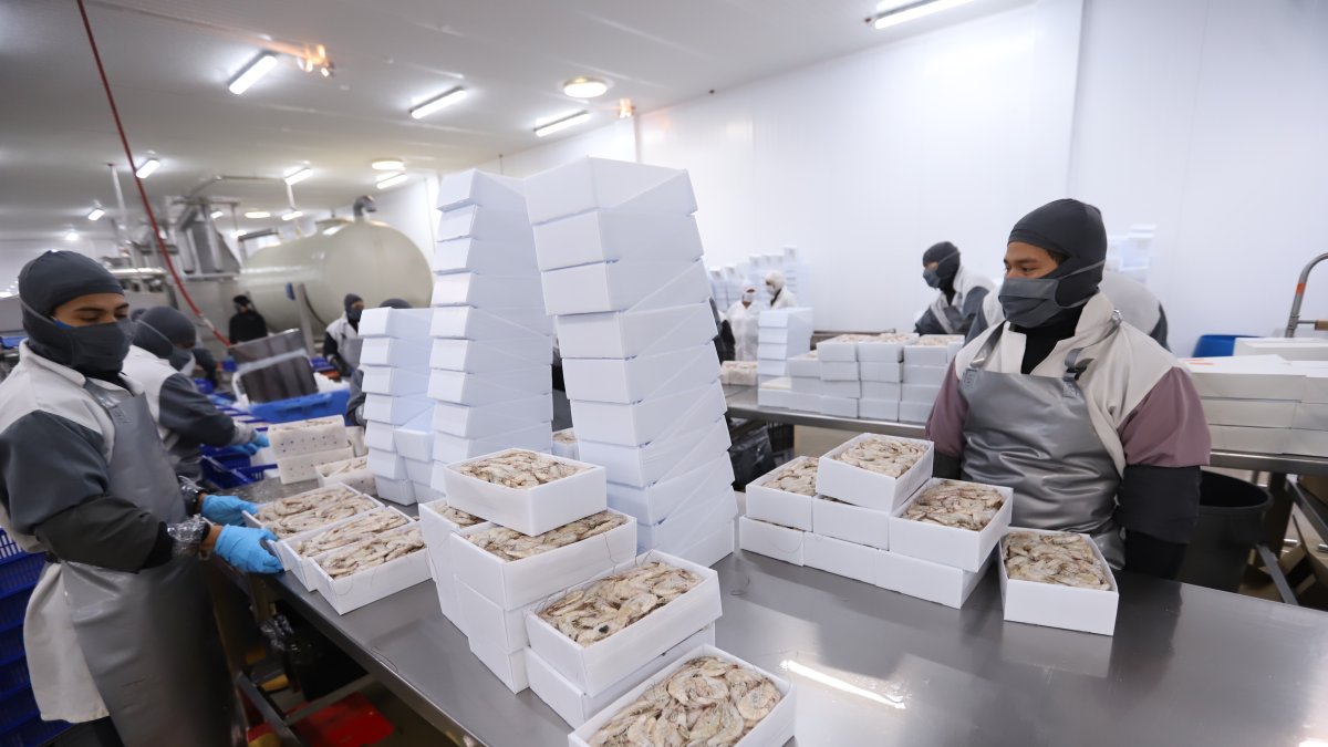 China es el principal consumidor del camarón ecuatoriano. Hasta abril adquirió el 64% de la oferta nacional.