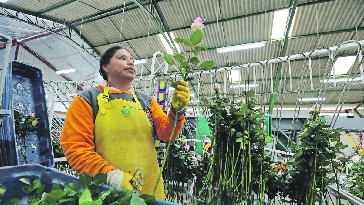 De acuerdo con datos de la Federación de Exportadores del Ecuador, las flores constituyen uno de los cinco productos principales no petroleros de exportación de Ecuador.