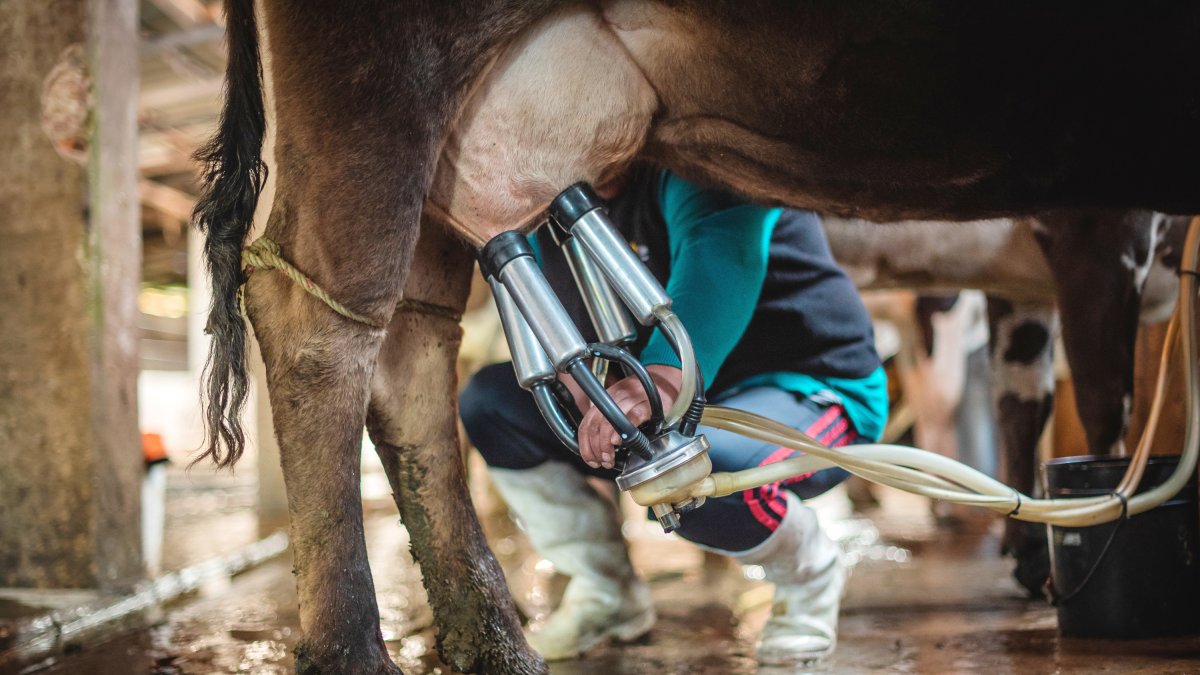 De enero a junio de este año, la producción de leche alcanzó los 3,3 millones de litros diarios.