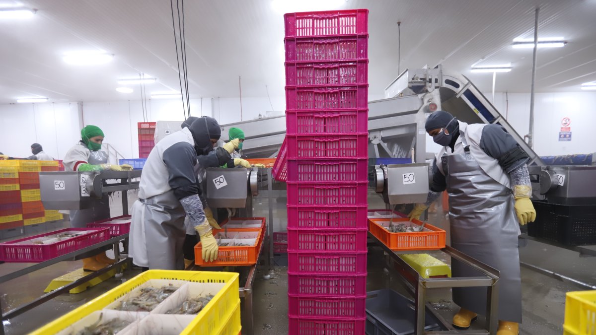 El 66% de la oferta ecuatoriana se va a Asia. Europa y Estados Unidos siguen en la lista de mercados de importacia.