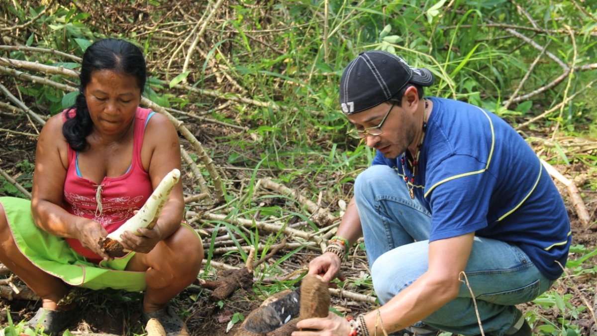 Chacra. Juan José Aniceto junto a Dina Payaguaje, cosechando yuca en una de las chacras de la comunidad Secoya Remolino