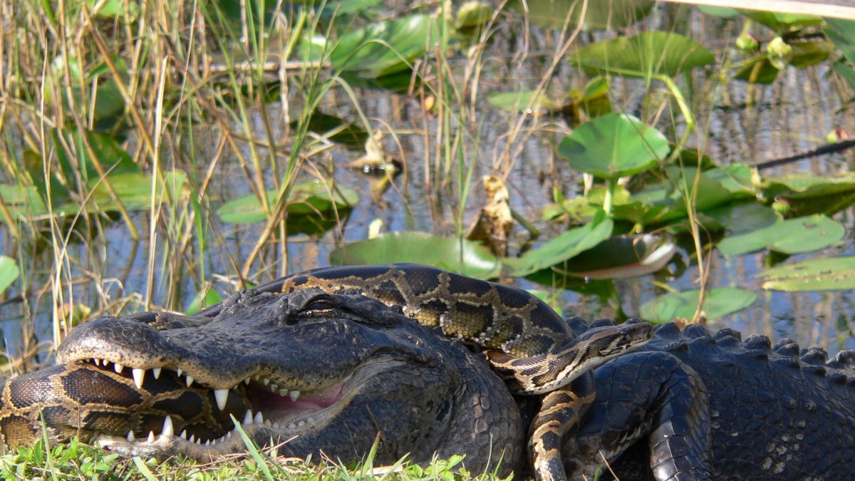 Un lagarto americano atacando una pitón de Birmania, especie invasora en Florida.