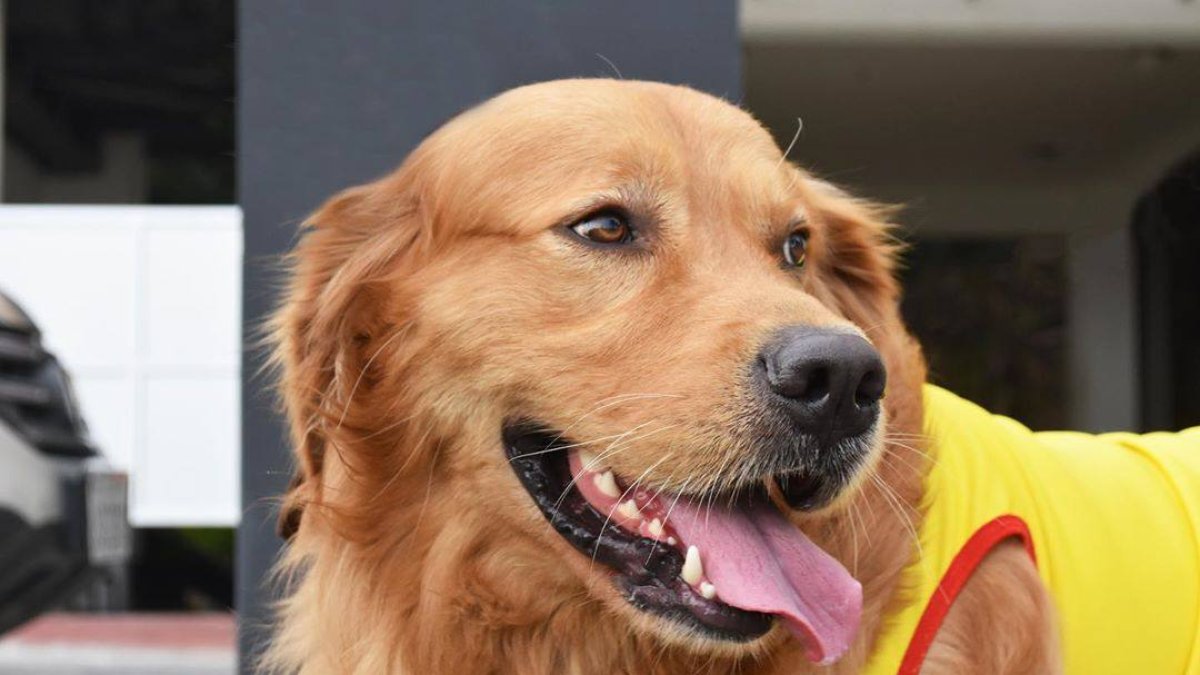 El can estuvo desaparecido desde el pasado 12 de julio, según informó el club.