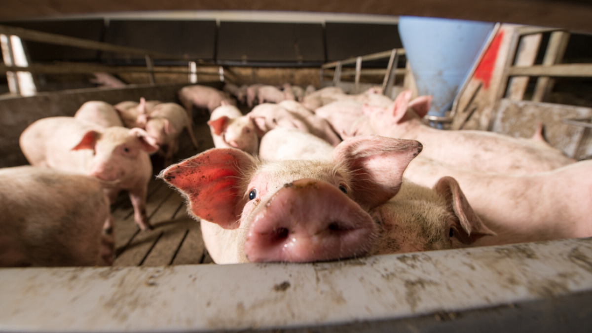 En la actualidad Ecuador tiene interpuestas medidas para la exportación de productos porcinos de la China debido a la Peste Porcina Africana (PPA).