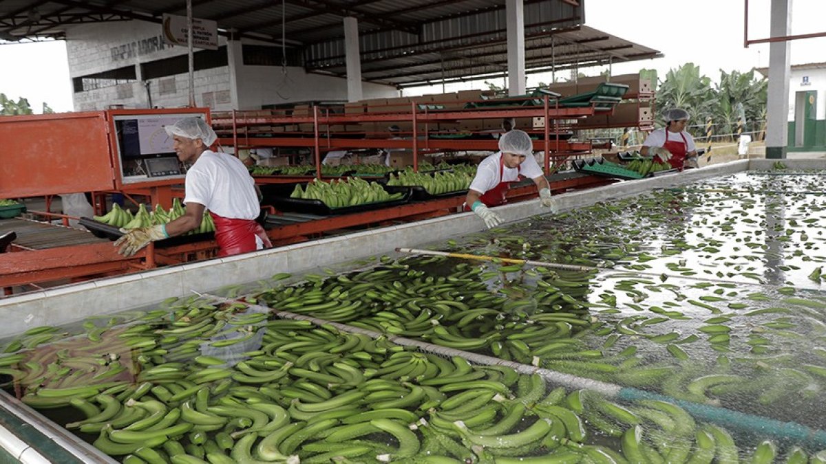 Reybanpac es la segunda exportadora de banano más importante.