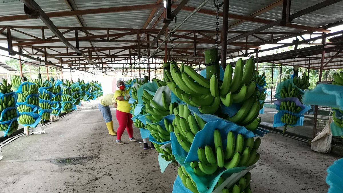 Los productores trabajaron durante la pandemia.
