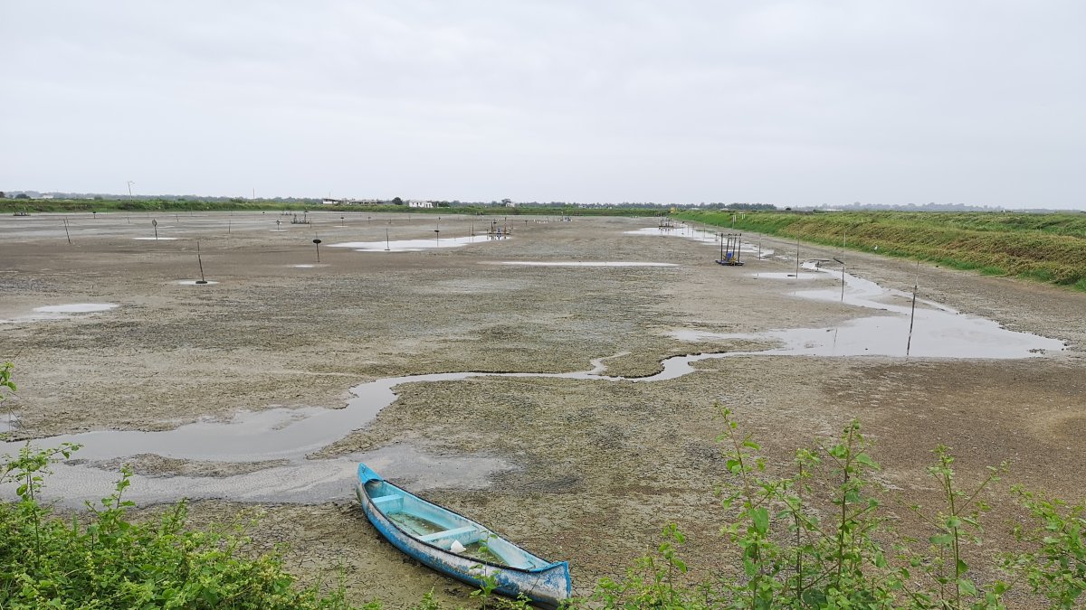 En la zona de Barbones, El Guabo, algunas hectáreas no se han vuelto a sembrar. Pasa igual en el Golfo de Guayaquil y Manabí.