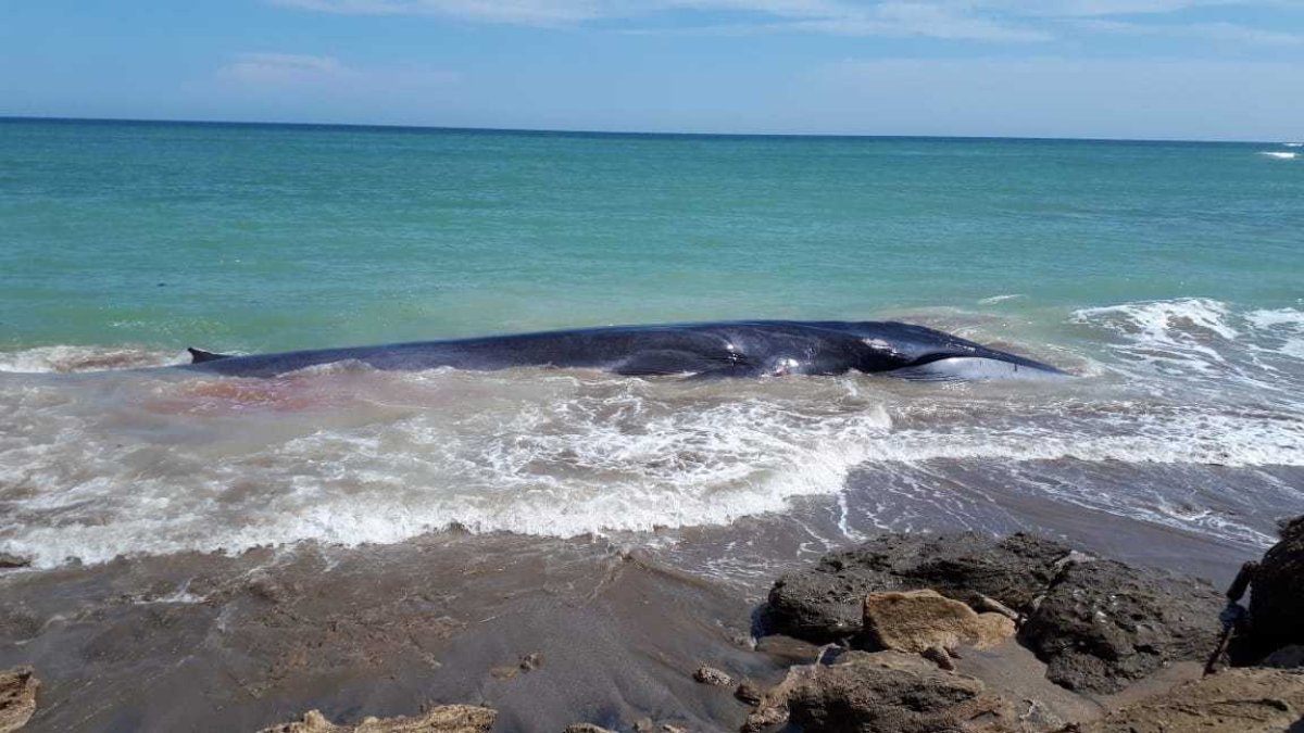 Referencial. Los voluntarios y rescatistas trabajaron durante toda la mañana.