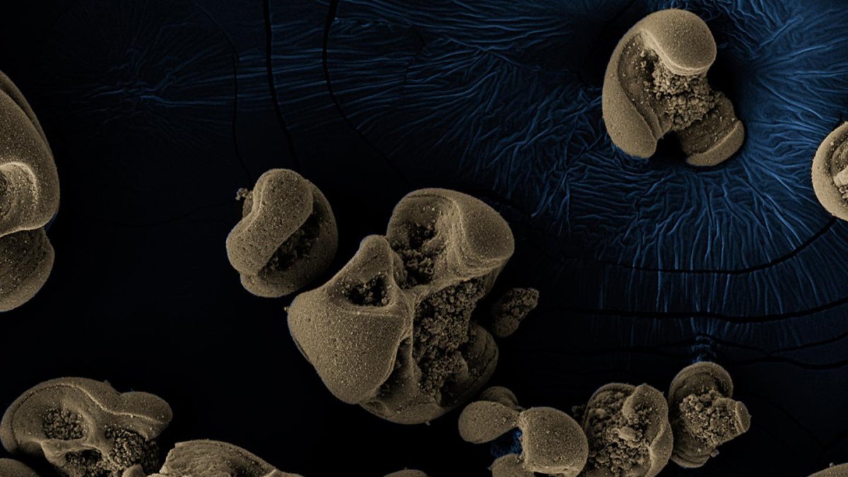 Nódulos de  manganeso generados por las bacterias encontradas.