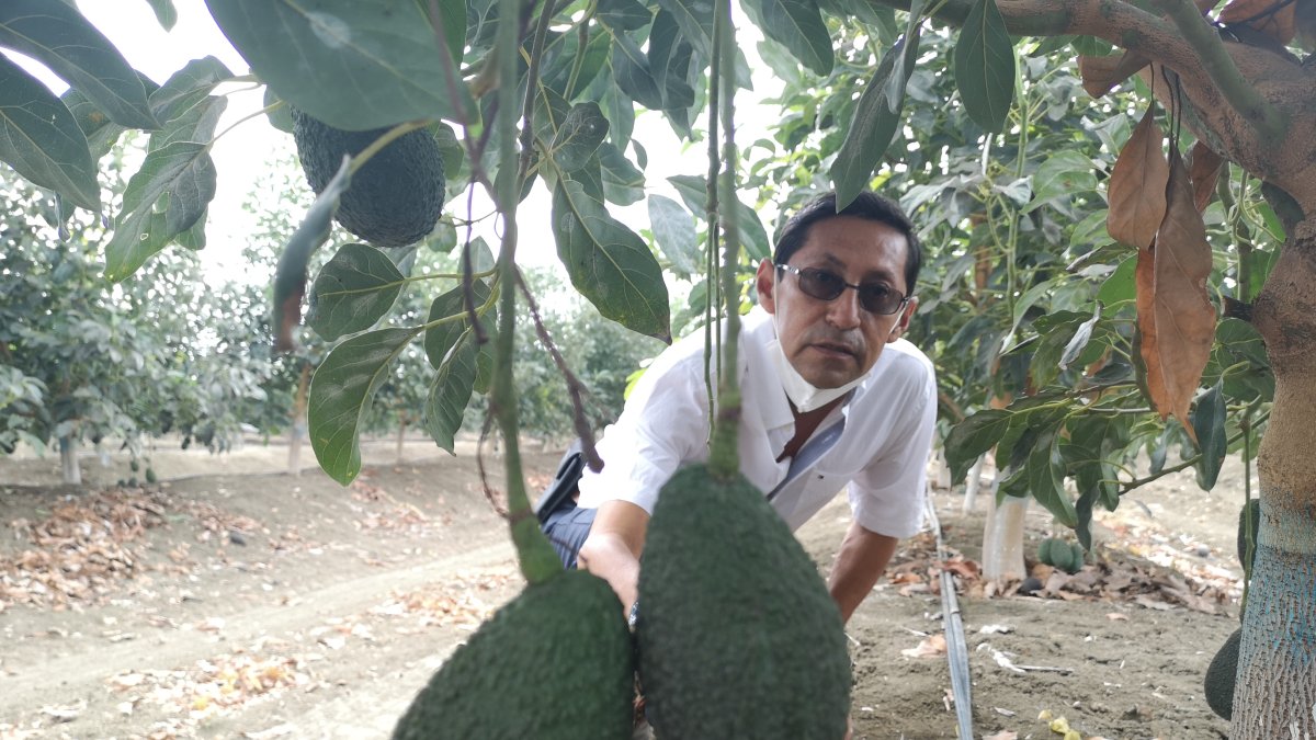 Andrés Villamil espera que en el 2021 la producción de aguacate despunte sustancialmente.
