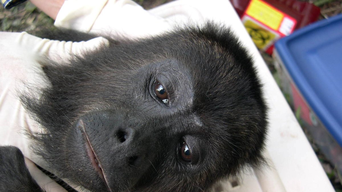 En febrero de 2016 hubo la muerte de 44 monos aulladores.