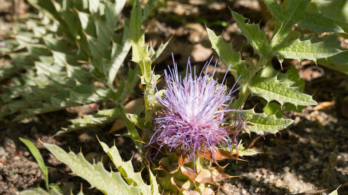 La plantación de la
