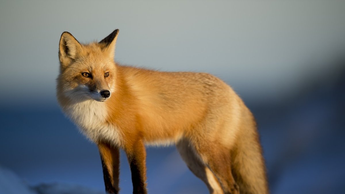 El estudio revela los cambios en el movimiento de los animales en respuesta a la perturbación son comunes ya que actividades humanas episódicas, como la caza, el uso de aviones, la actividad militar o el ocio