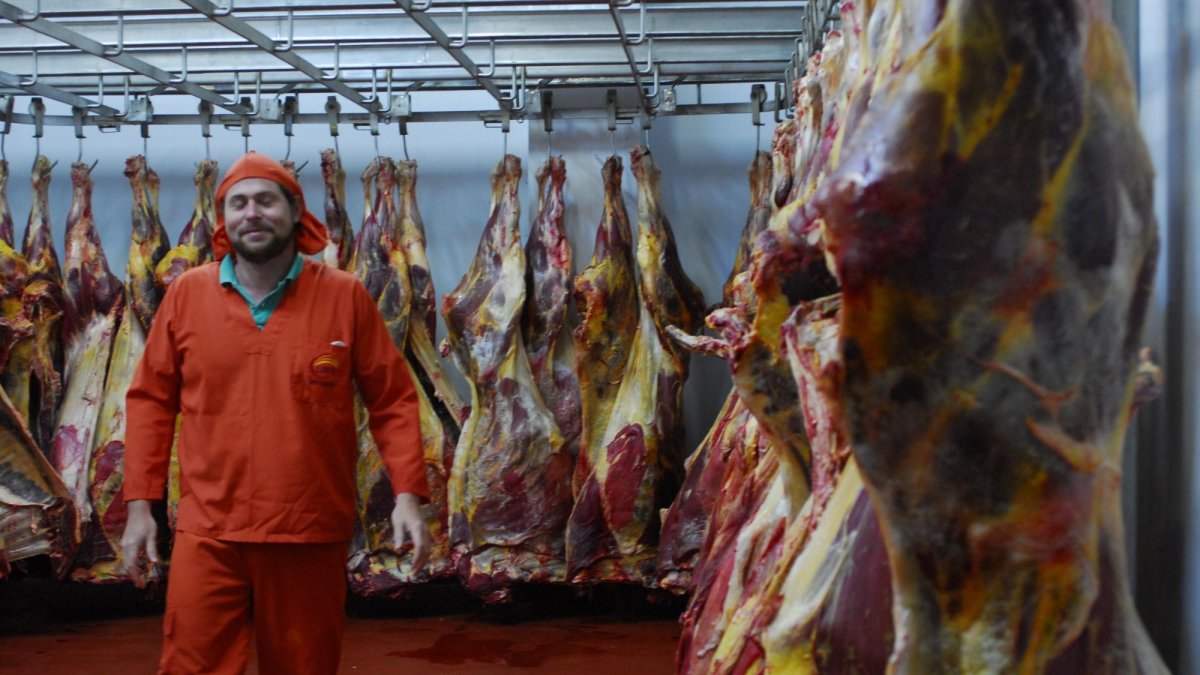 Frigorífico para carne bovina.