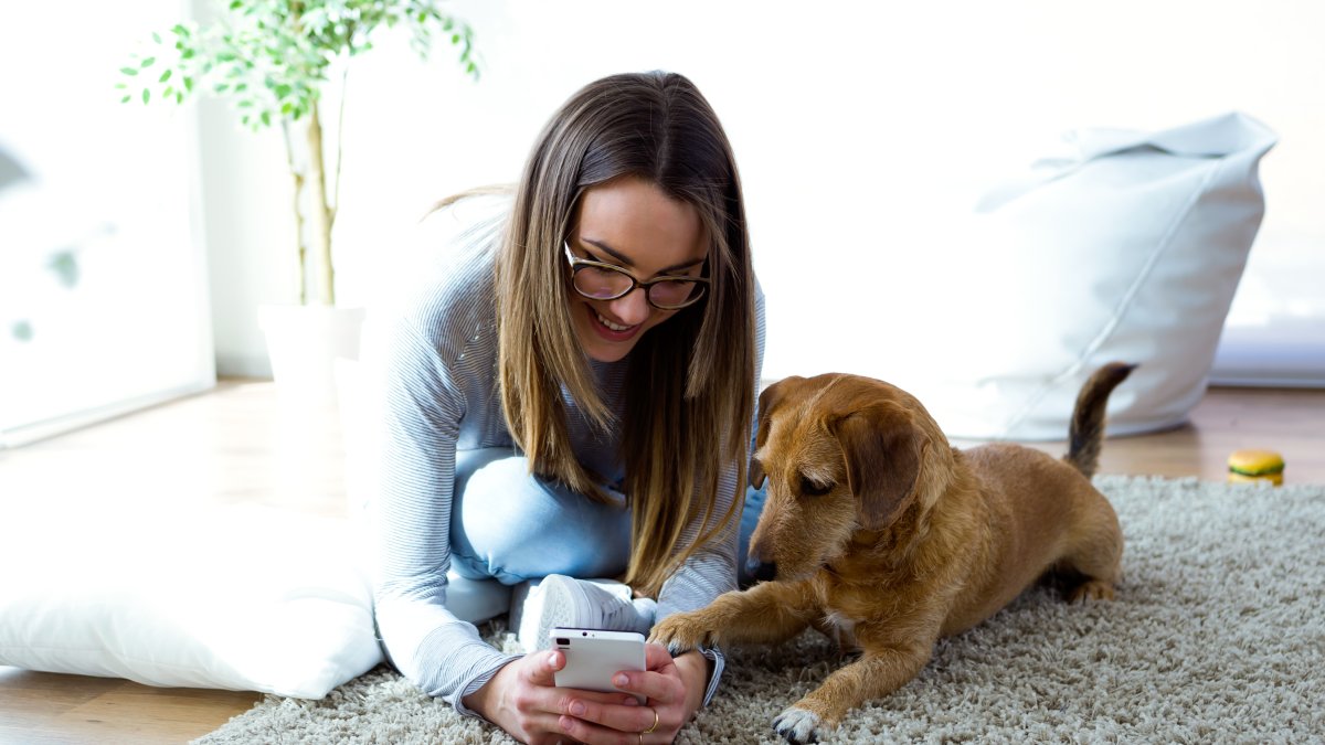 Aplicaciones para entrenamiento de canes.