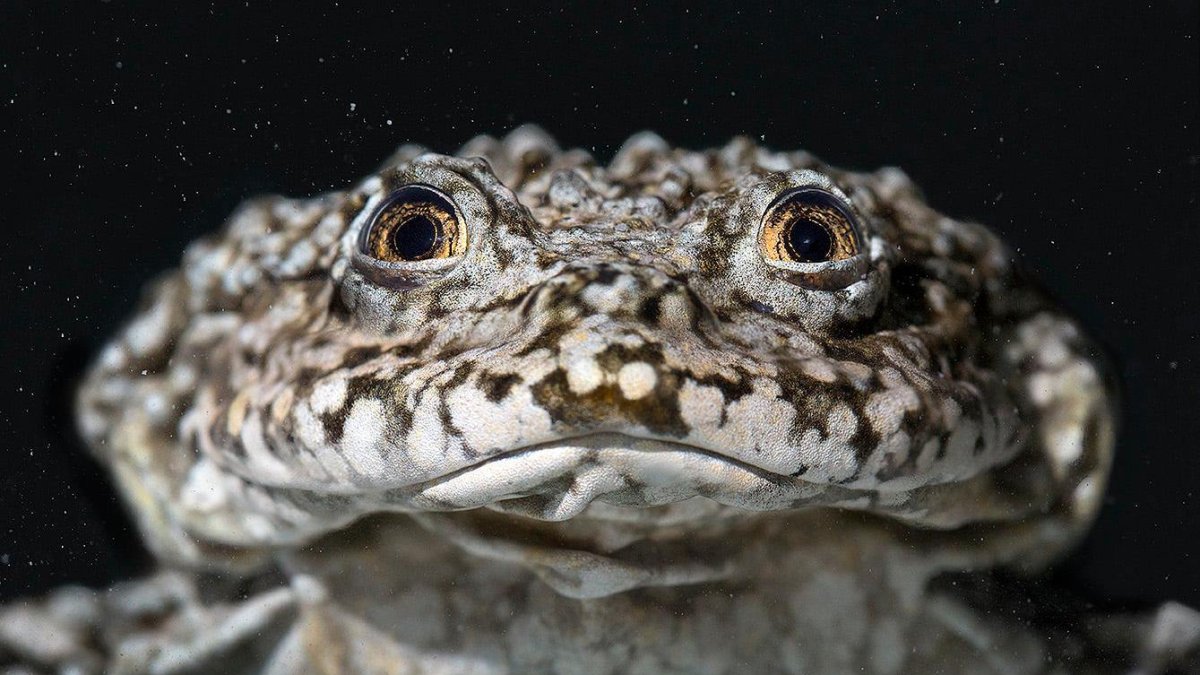 La rana gigante es el anfibio acuático más grande del mundo.