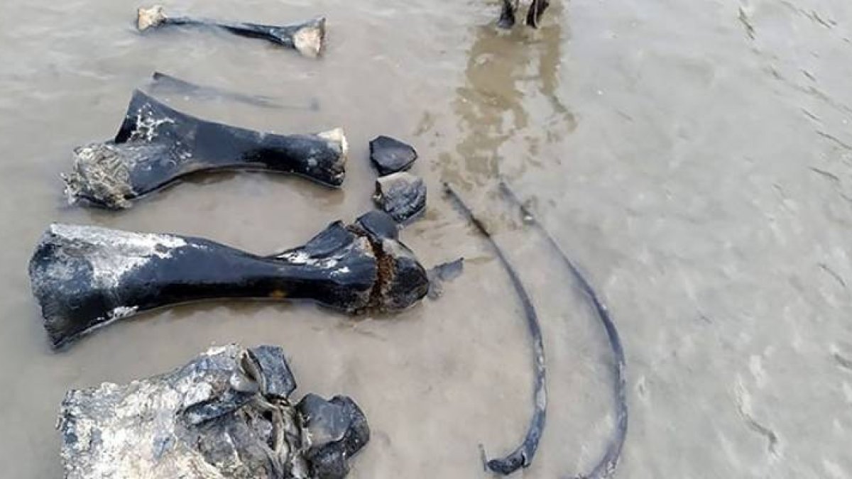 Los científicos extrajeron parte de los fósiles de mamut.