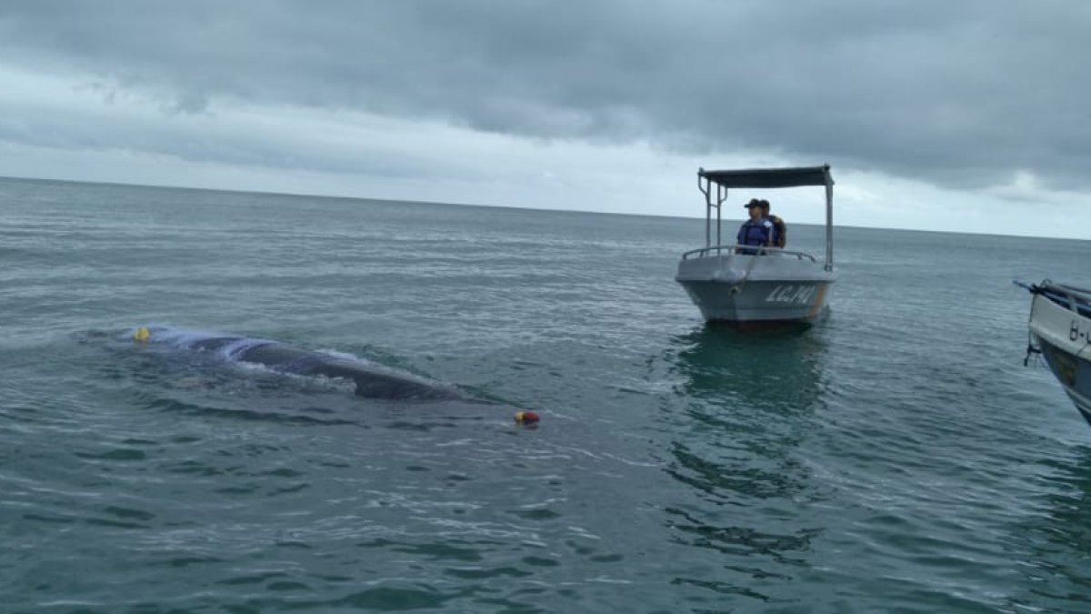 Rescataron una ballena jorobada, de 8 metros de largo, enredada en mallas de pesca.