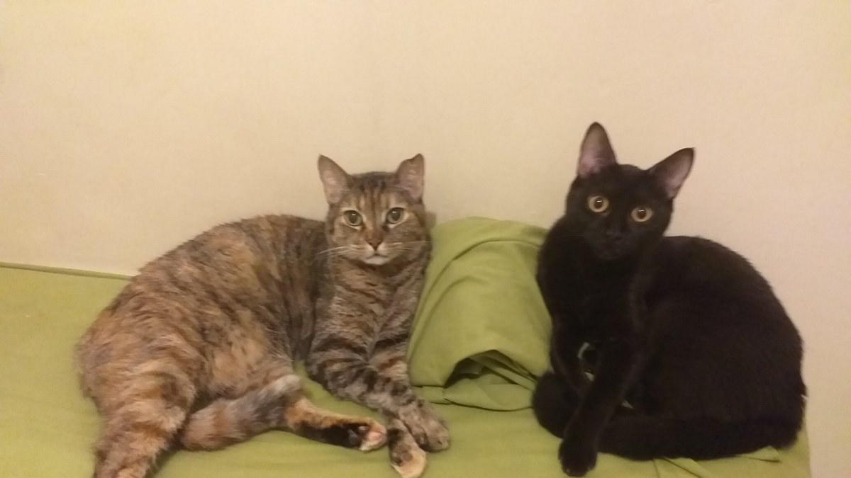 Noche y Gorda son parte de los gatos rescatados que viven en la casa de Carola Ortiz.