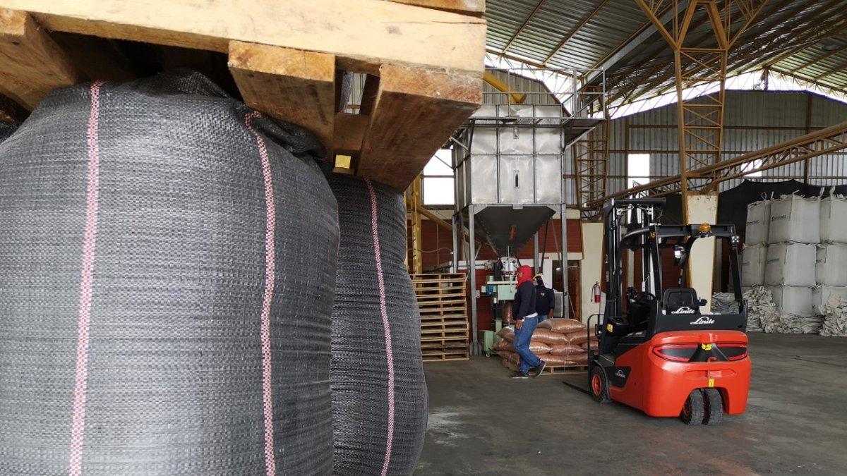 La semilla se produce en la planta de Semimor.