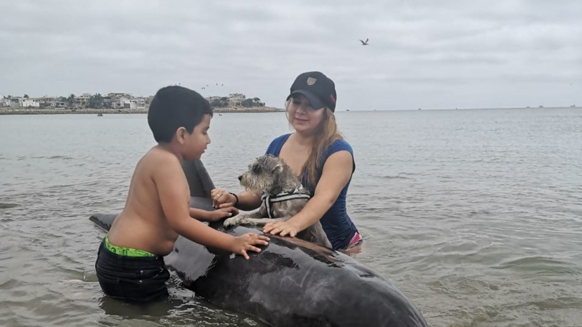 Hecho. Instante en el que Lucas, junto a sus dueños, intentaba ayudar al delfín.