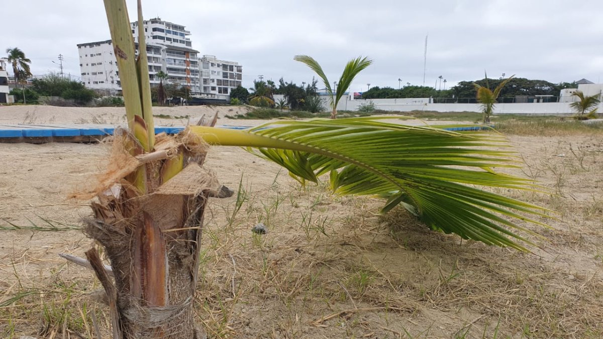 Hecho. Así permanecen las palmeras. Hasta la noche del domingo, no se reportó ningún incidente.
