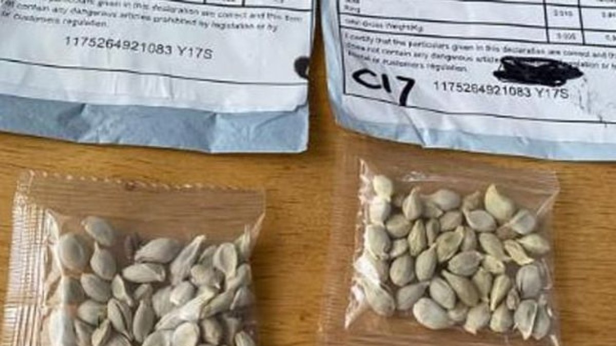 Los paquetes de semilla recibidos vienen con sellos del China Post.