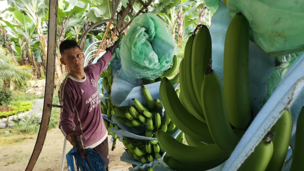 Los productores dicen vivir días complicados. Los precios que reciben no cubren, los costos de sus cultivos.