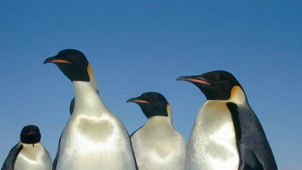 Estas aves se abrían originado en Australia y Nueva Zelanda, y de ahí migraron a otros lugares