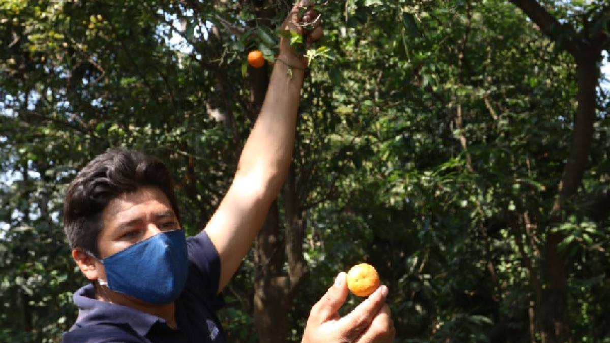 Segundo Tomalá, jardinero, muestra los frutos de uno de los árboles del Jardín Botánico.
