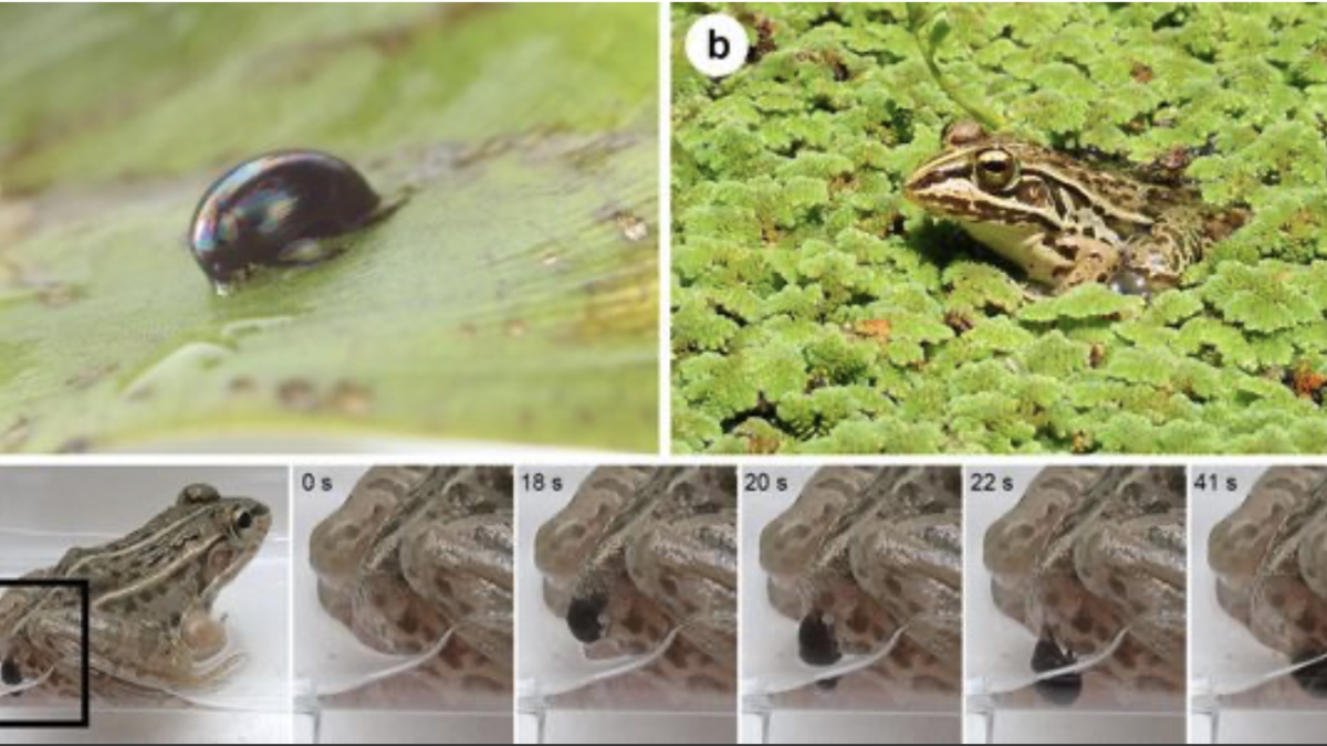 Regimbartia attenuata escapa por la 