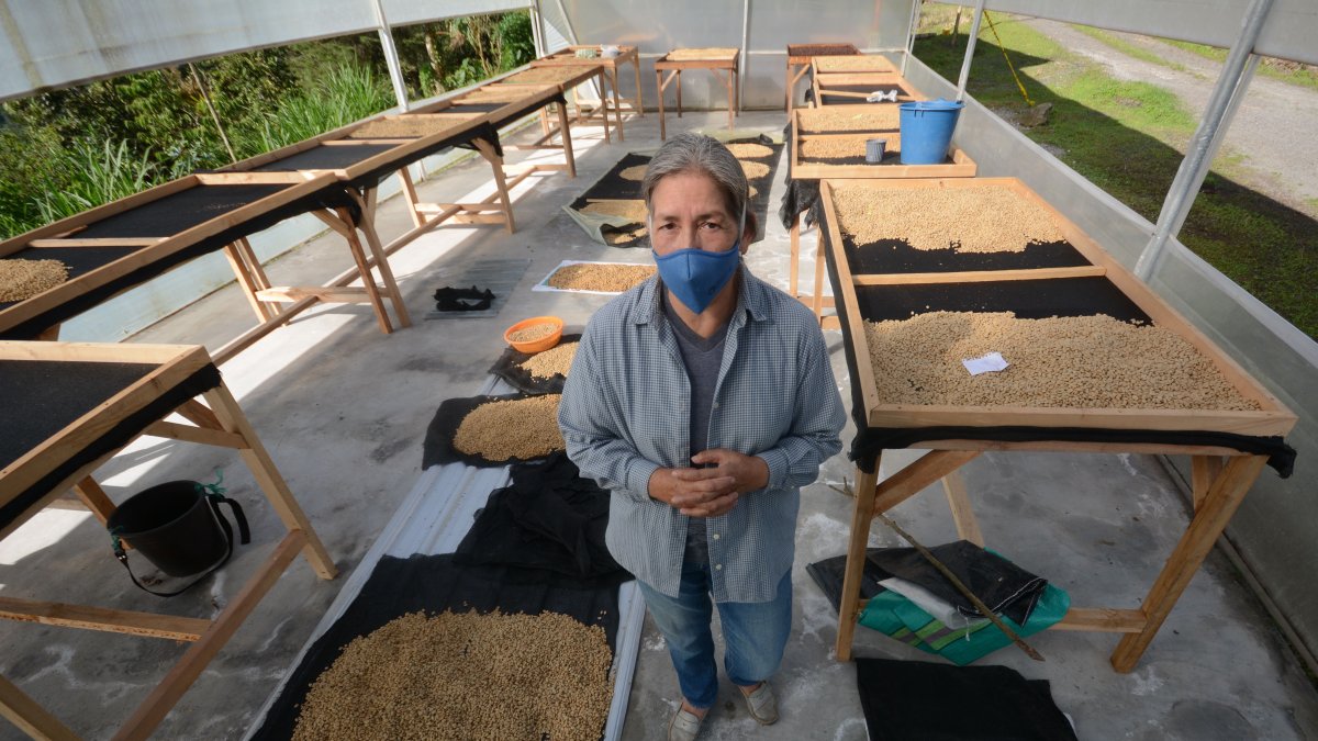 Cultivo. Hace cinco años, Vilma Peñaherrera dejó la producción de leche por la de café. Cultiva granos orgánicos de tres especialidades en el sector de Nanegalito.